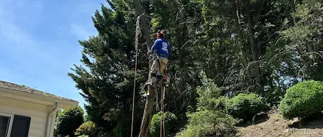 Tree Removal at Smith Residence's Riverside