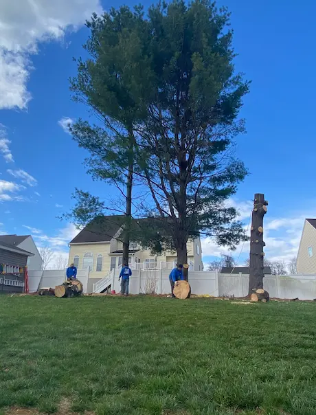 Tree Removal at Maple Apartments's Downtown