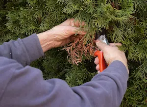 Tree Trimming & Pruning