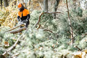 Storm Damage Clean-Up