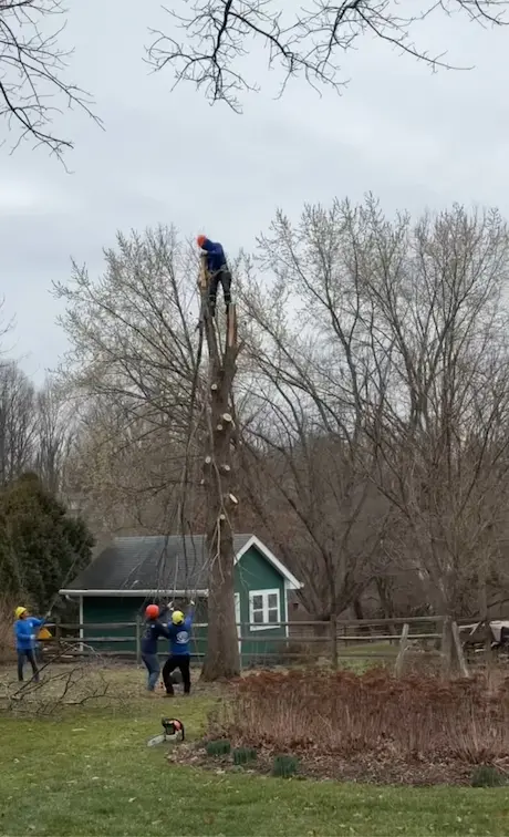 Professional Tree Removal Near Home