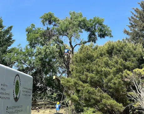 Summer Tree Service Excellence: Precision Tree Work