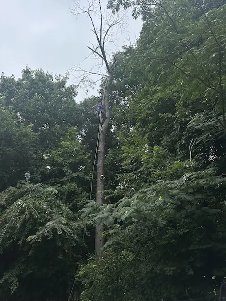 Forest Edge Dead Tree Removal