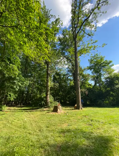 Tree Removal at Cedar Grove's Riverside