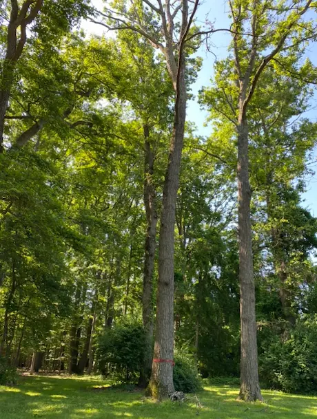 Tree Removal at Johnson Family's Downtown