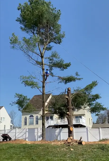 Tree Removal at Smith Residence's Hilltop